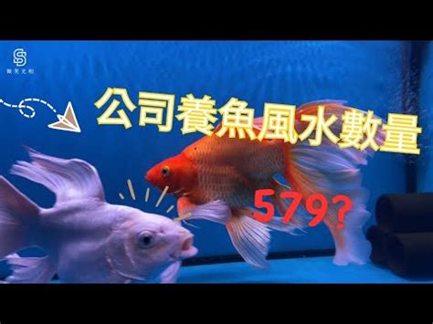 風水魚缸數量|養魚數量與風水